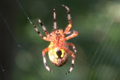 Orange spider with black-striped legs and a black mark on its abdomen sits in its web.