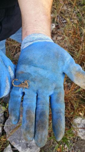 Inch-long scorpion held in a blue-gloved hand. 