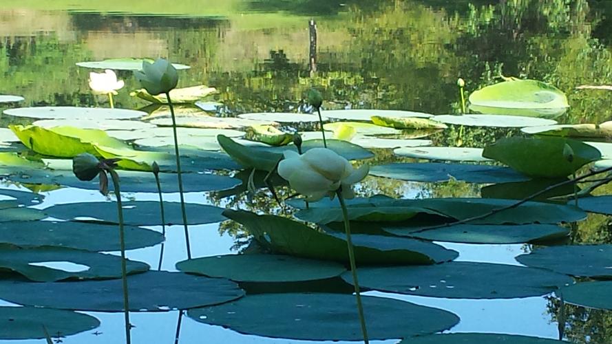 Lily pad blooms on a pond
