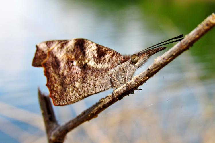 a brown and white butterfly with a long snout-like palps sits on a bare tree branch. 