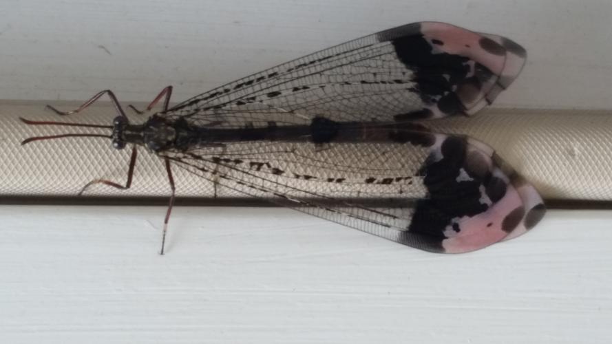 Photo of an adult antlion with distinctively marked black and pink wings