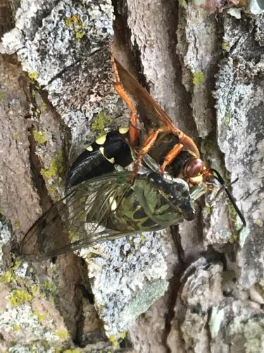 A large wasp with reddish head and thorax and a black and yellow striped abdomen drags a dead cicada up a tree.