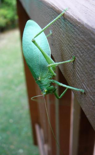 A large green katydid is perched on a deck railing. Its eyes are yellow on top and green on the bottom.