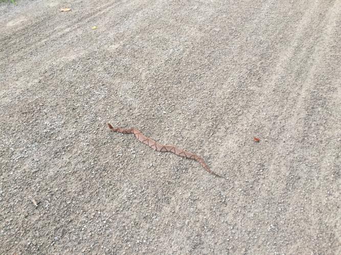 A snake is sprawled across a gravel trail. Its coppery hourglass bands are clearly visible. 