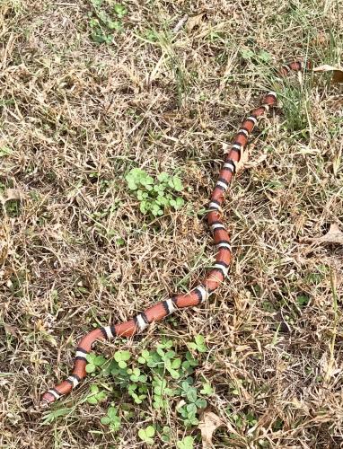 a red snake with black and yellow bands glides through a patch of clover in a brown lawn.