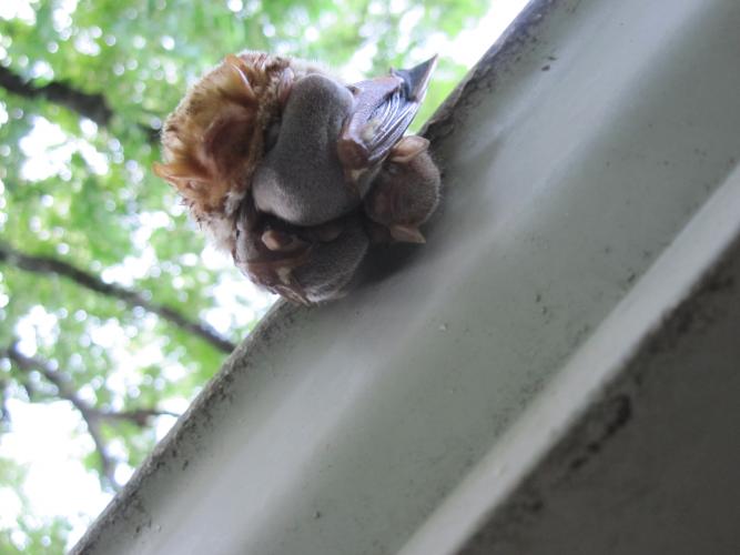 Photo of an eastern red bat, with three pups, hanging from the gutter of a home.