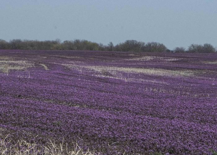 purple flowers cover a sloping field
