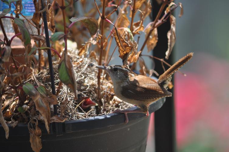 A brown bird perches on a planter to get to its nest in the planter. There is a  baby bird with its mouth open hidden in the plants and nest. 