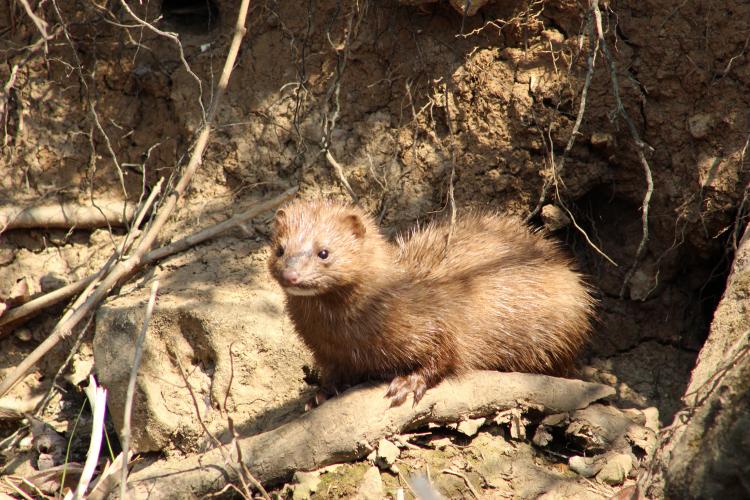 A light-colored mink emerges from a muddy hole in the bank of a river. It's coat is spiky, like it was recently in the water.