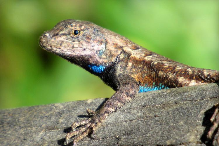 close-up of a prairie lizard showing the bright blue splashes on its neck and belly. 