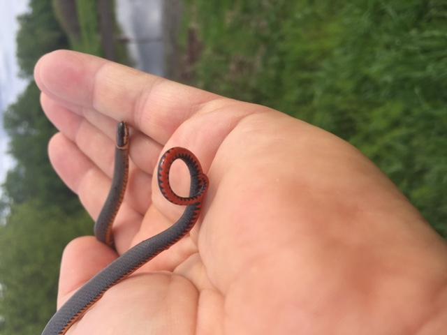 A black snake with a red underbelly and a red ring behind its neck is in a person's hand.