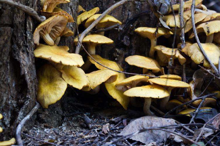 A cluster of yellow mushrooms grow on a tree trunk.