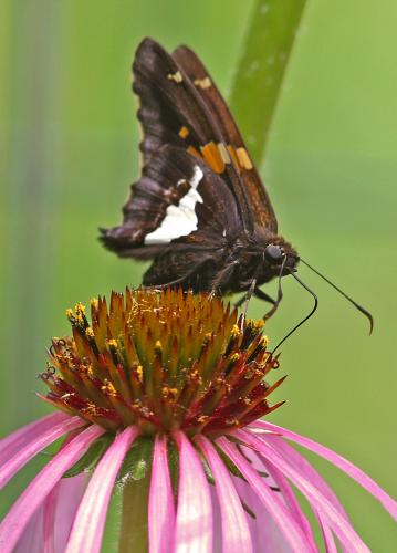 a dark-colored butterfly with bright silver spots on its wings sits on a coneflower