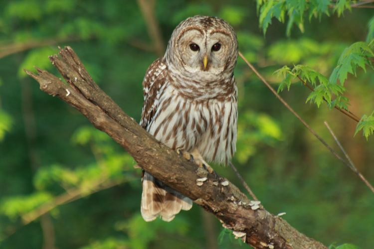 owl with dark eyes perched on a branch. 