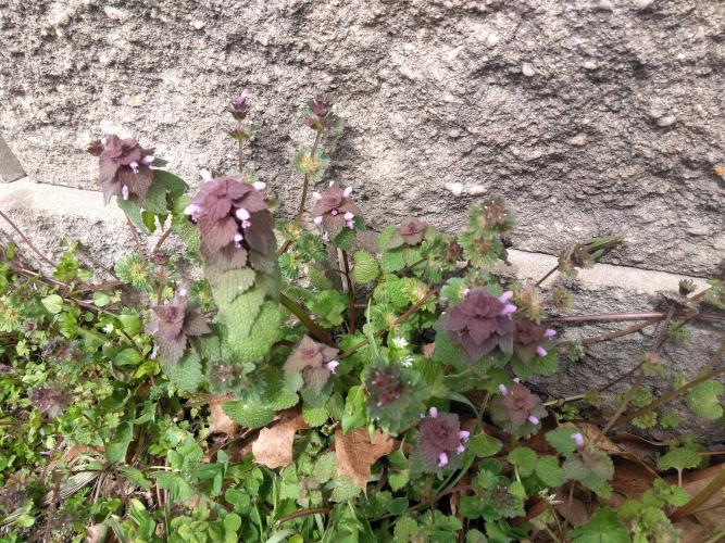 a clump of dead nettles grow near a concrete retaining wall. The lower leaves are green, while the upper leaves are purple.