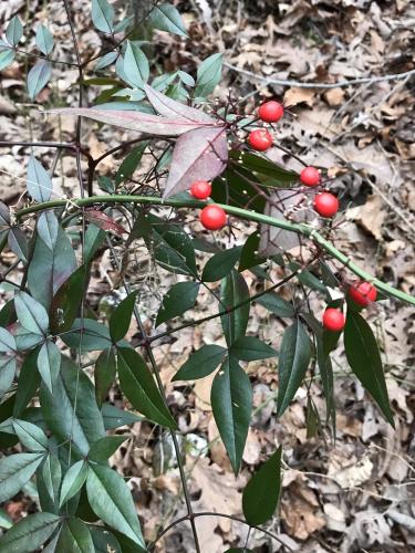 bright red berries on a stem with green, pointed leaves. The underside of the leaves has a red tint. 