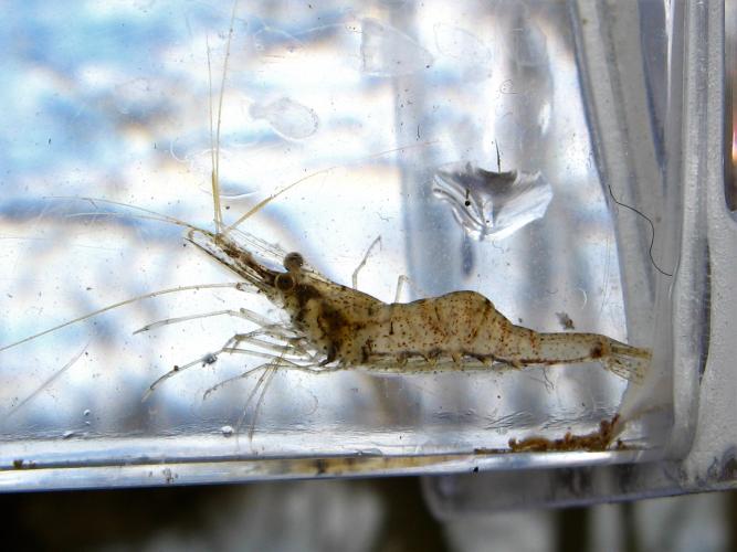 A translucent shrimp with brown spots is seen in a clear plastic bag held up to a window. 