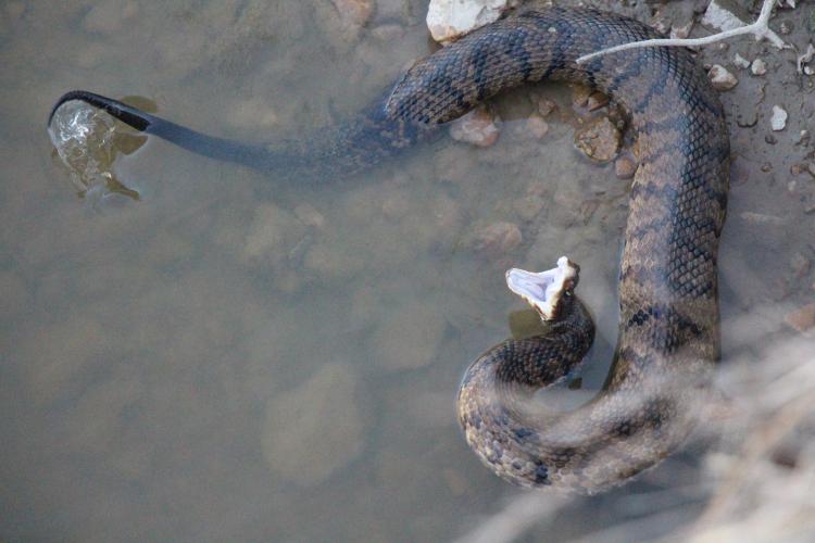 A dark brown snake with black bands is half-submerged in shallow water. It's mouth is open, showing a cotton-white lining.