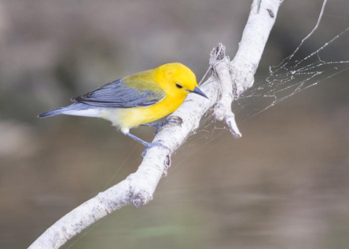 A yellow bird with dark wings sits on a bare tree branch.