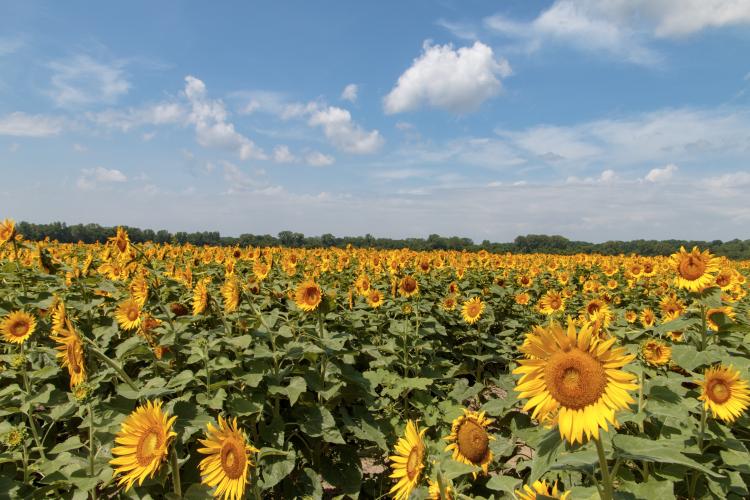 A sea of yellow flowers spreads out across a field.
