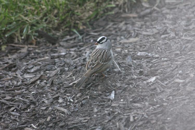 A small brown bird with a bold black and white crown stands on a mulched path.