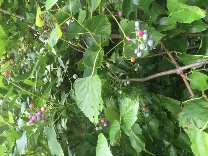 Green, pink, and blue berries hang in broad clusters on a woody vine.