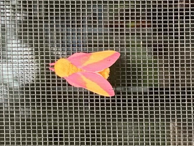 A brightly colored yellow and pink moth perches on a screen