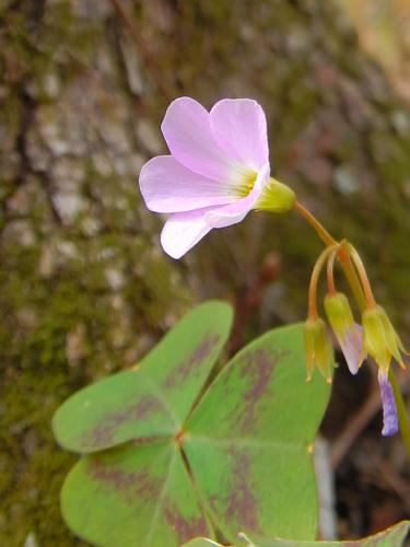 A pale pink flower with five petals reaches above clover-like leaves with purple markings. 