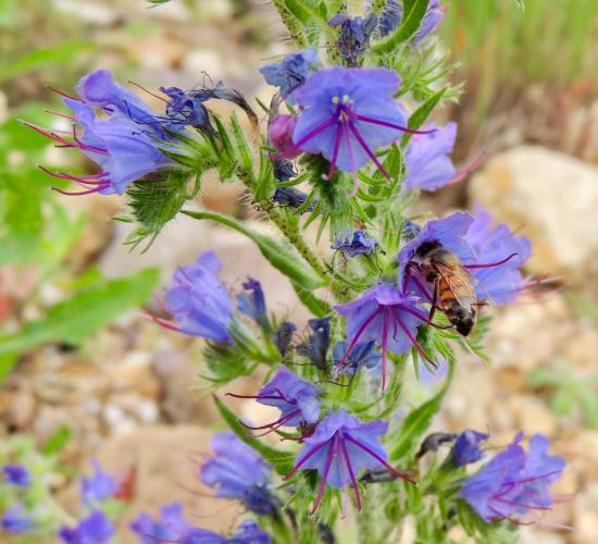 A plant with a spiky stem and leaves has multiple purple flowers with long stamens. A bee is in one of the flowers. 