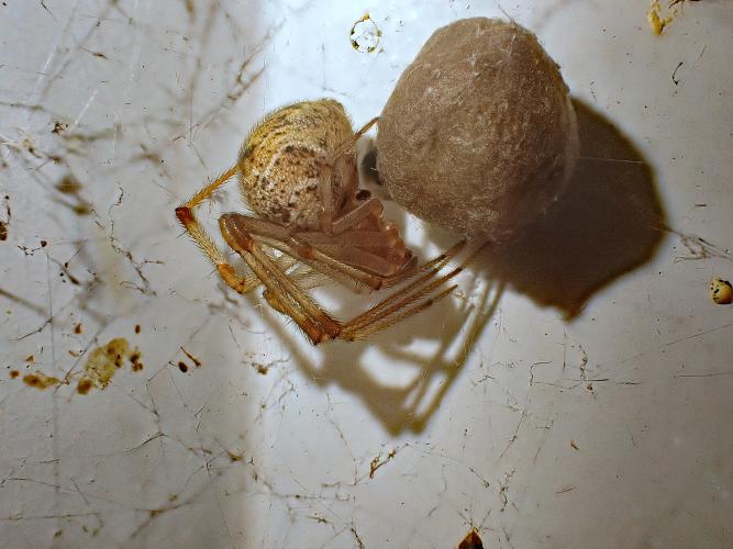 A yellow spider with a large abdomen near a bundle as large as it is. 