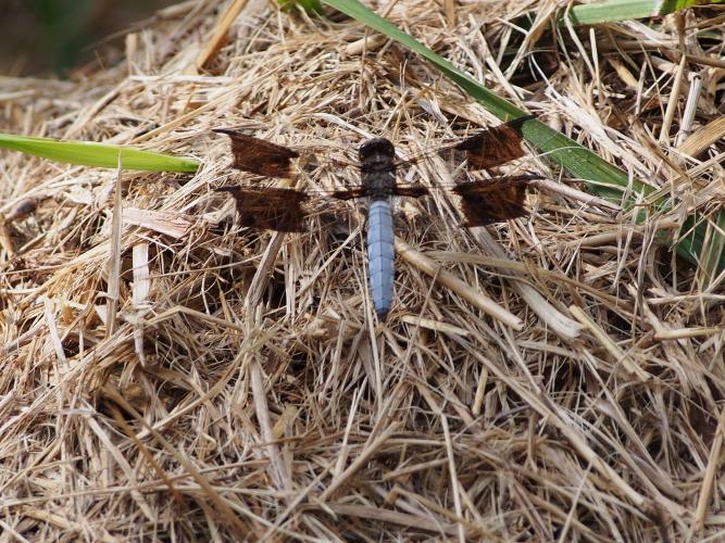 A dragonfly with a bluish-white abdomen perched on a pile of straw. 
