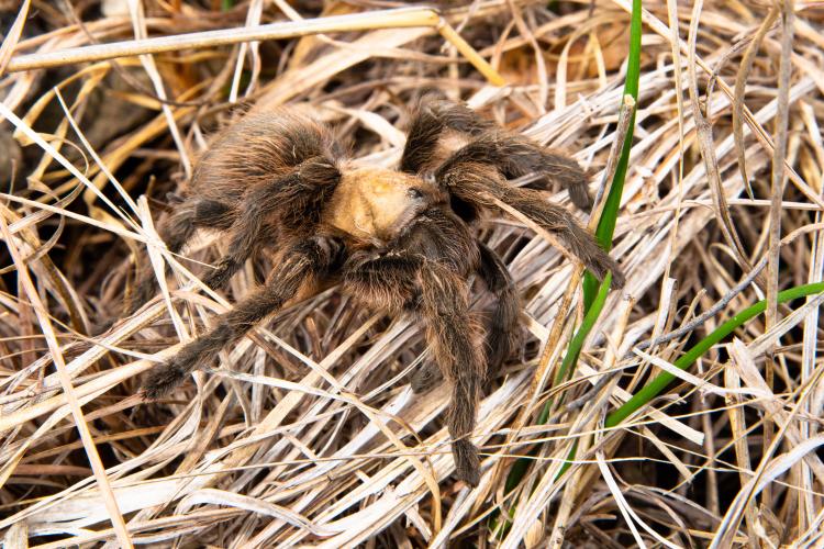 A hairy tarantula moves over brown grass. 