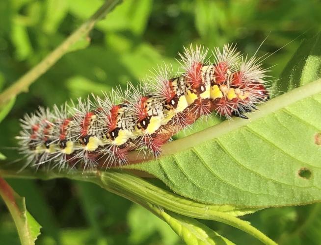 Smeared dagger moth caterpillar on a smartweed plant at Columbia Bottom Conservation Area