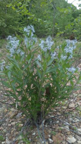 A green bushy plant with multiple blue star-shaped flowers stands in a rocky creek bed.