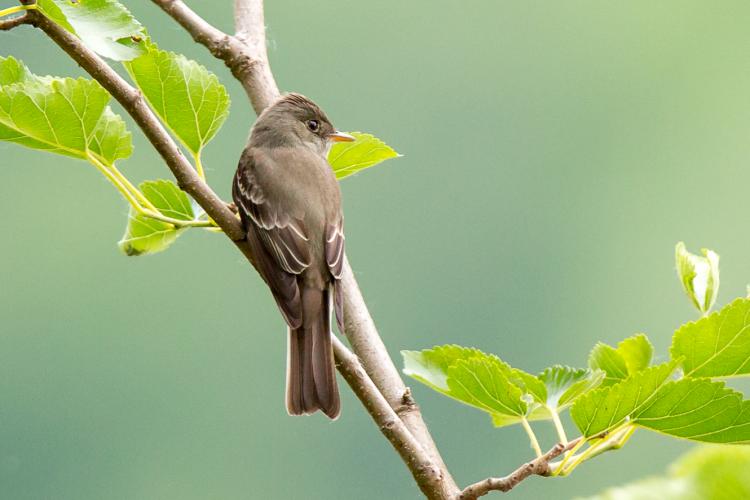 Close-up of wood-pewee, showing white-fringed wing feathers