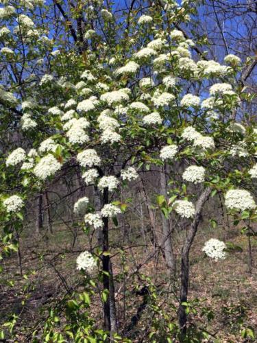 Blackhaw in bloom in Jackson County