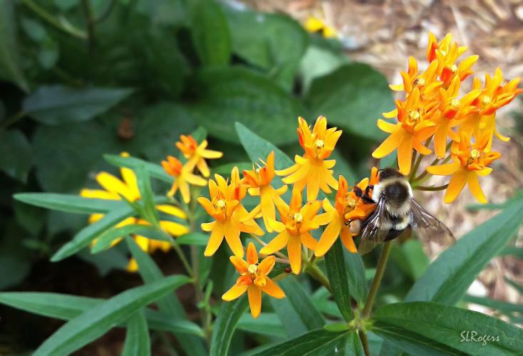 A bumblebee feeds at a cluster of bright yellow butterfly weed flowers.