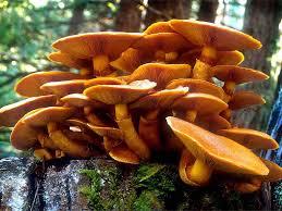 orange mushroom growing off a tree stump. 