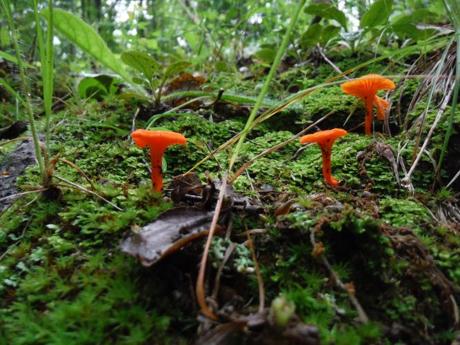 Red-orange mushrooms on a forest floor in Vernon County