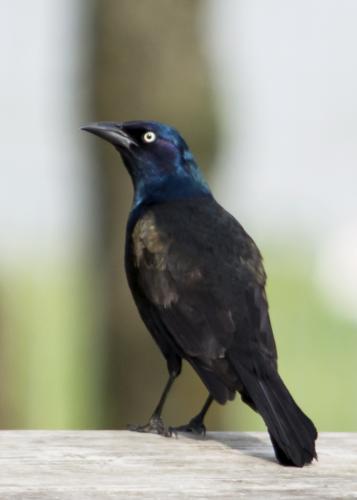 Common grackle on a table. It has an irridescent blue head and bright yellow eye.