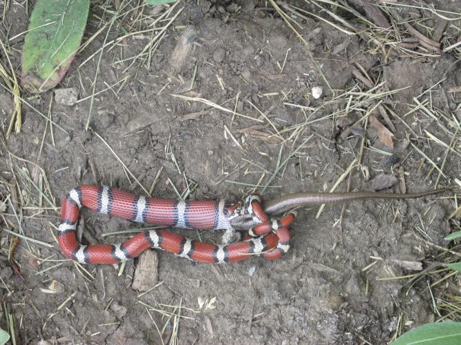 Red milk snake wrapped around a skink. It is beginning to swallow the head of the lizard. 