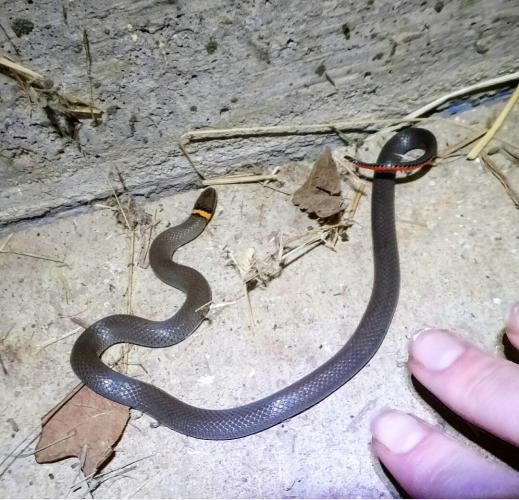 Small Prairie Ring-Necked Snake. Fingers in photo give an idea of size, about 8 inches. 