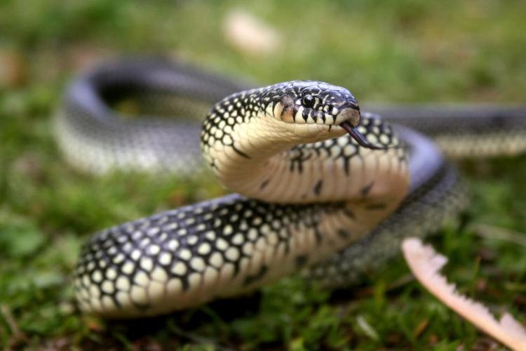 Close-up of speckled kingsnake. Its head is off the ground and its tongue extended.