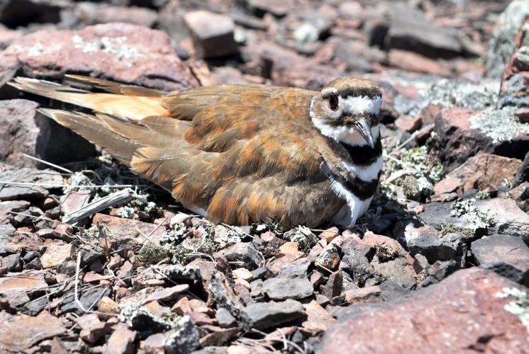 Killdeer sitting on rocky ground. Black and white striped breast is prominent.