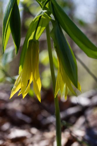 Large Bellwort at Young Conservation Area