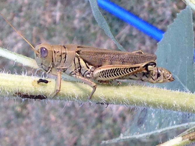 Grasshopper on a branch. It has violet eyes.