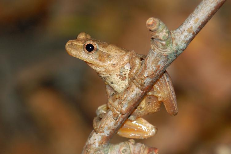 Light brown frog perched on a twig. 