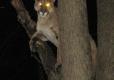 A mountain lion rests in the crrok of a tree at night. Its eyes glow yellow in the flash of the camera.