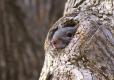 gray squirrel pokes head out of tree den