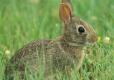 rabbit in grass